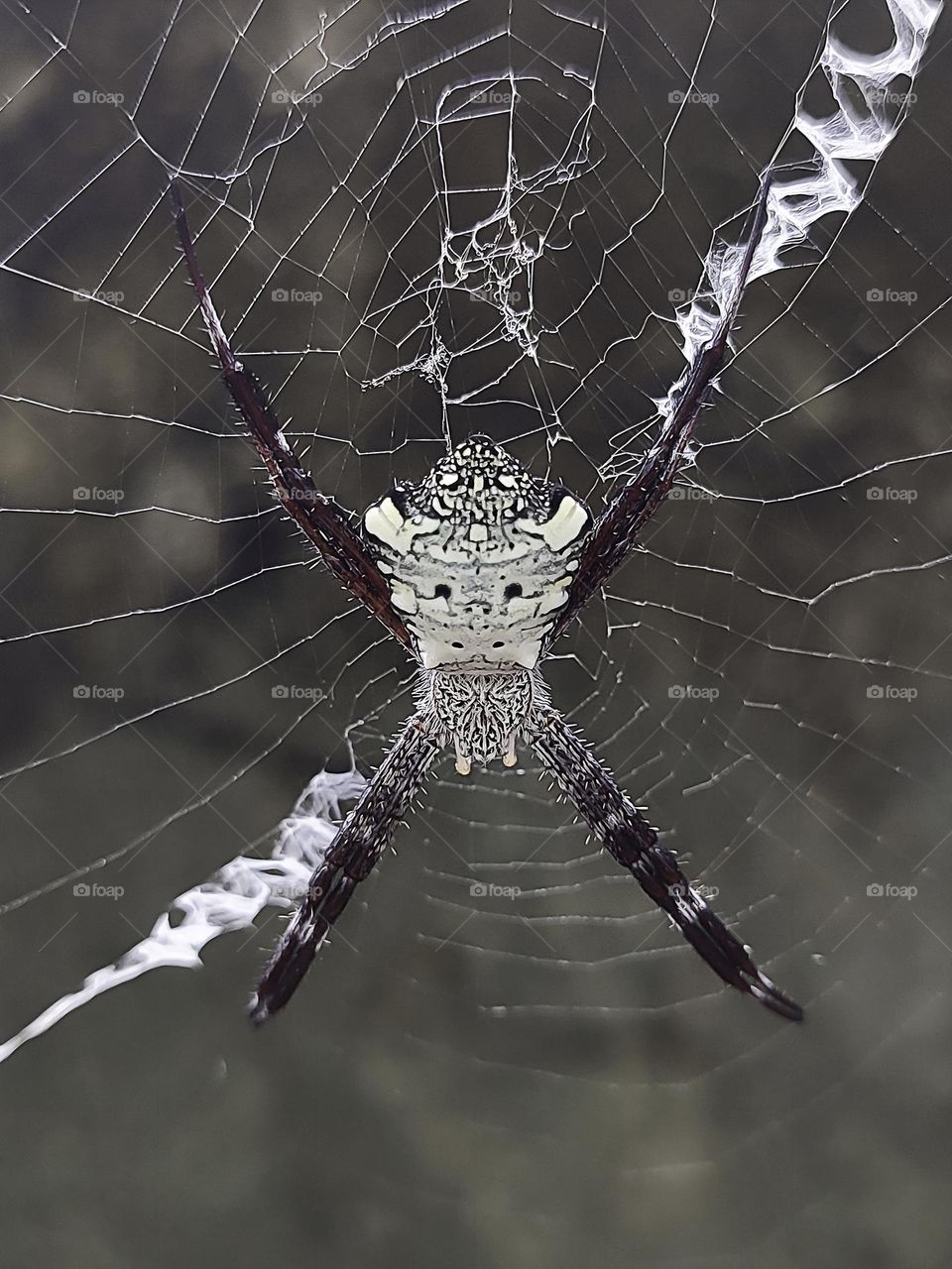 Variety of life: Argiope appensa (Hawaiian garden spider)
Argiope appensa or Hawaiian Garden Spider is a species of spider in the Araneidae family. This species is also part of the genus Argiope and the order Araneae.