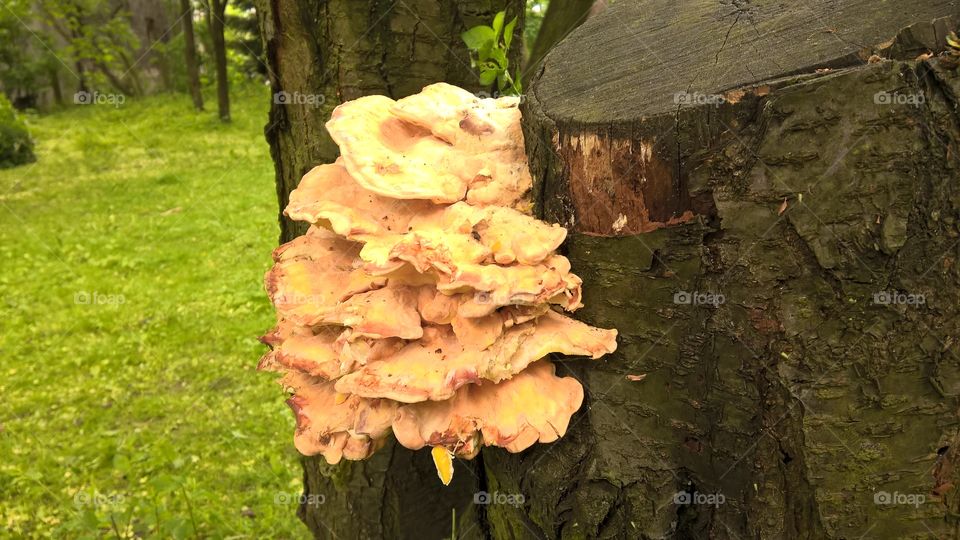 fungus yellow