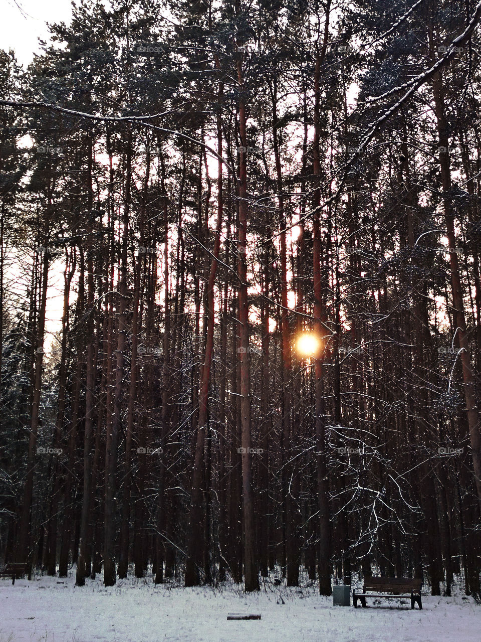 winter forest