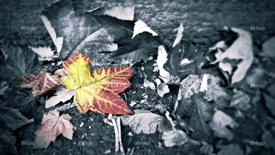 just leaf