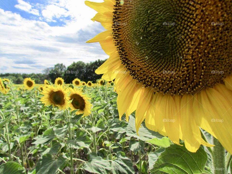 sunflower