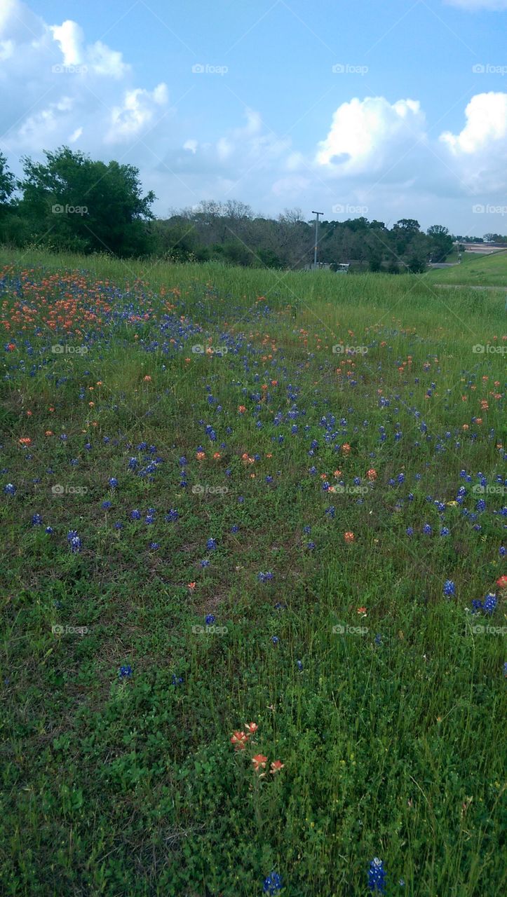 Spring time flowers.