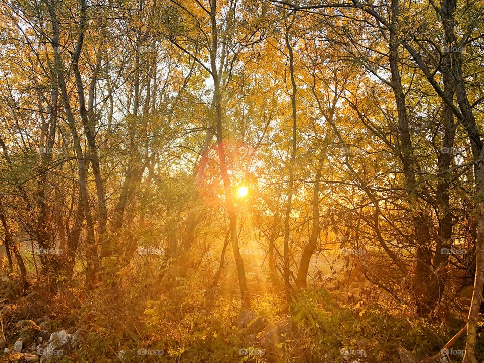 Sunrise behind the trees 
