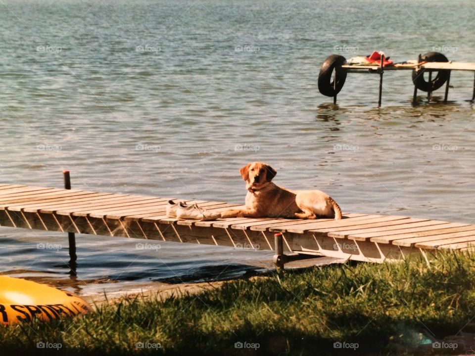 Dock Dog