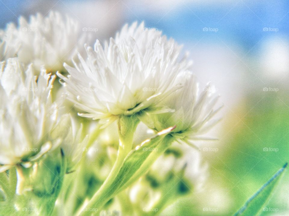 White flowers