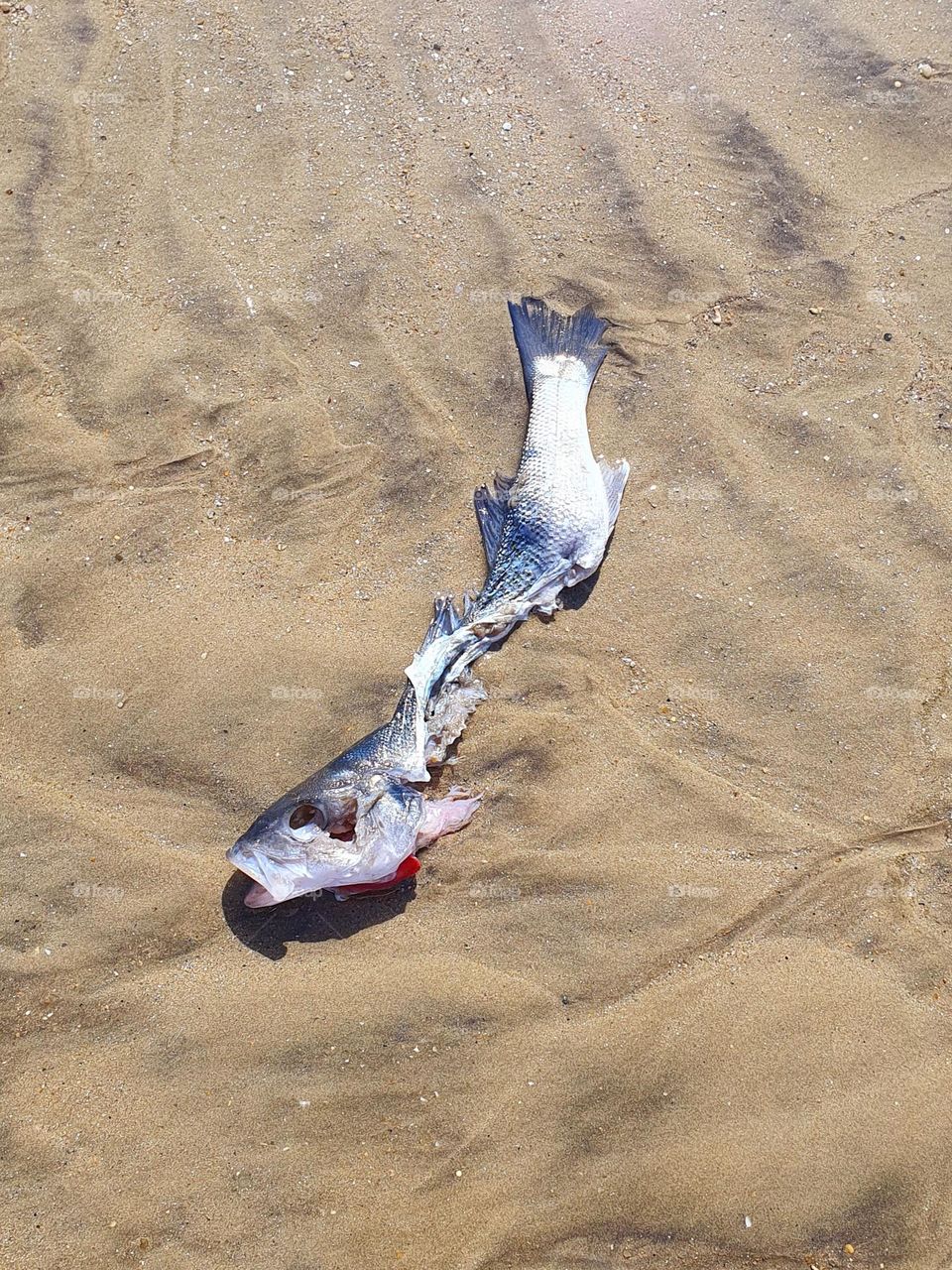 Unlucky sea bass washed up on the beach