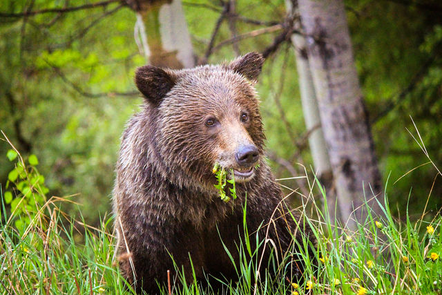 grizzly bear eating flowers