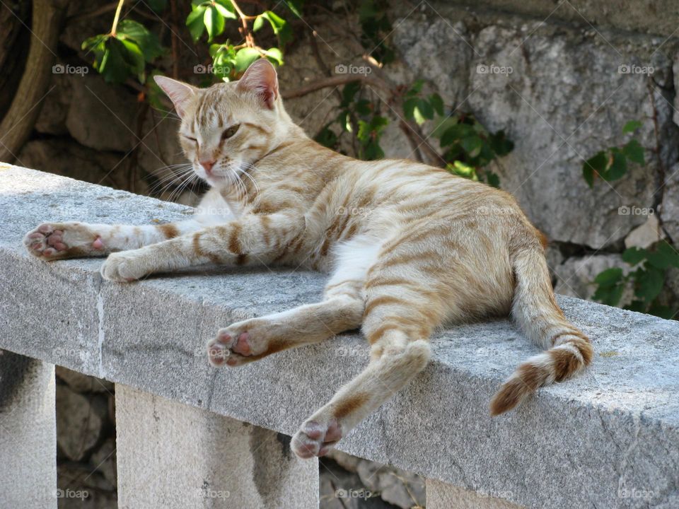 red cat with closed eyes