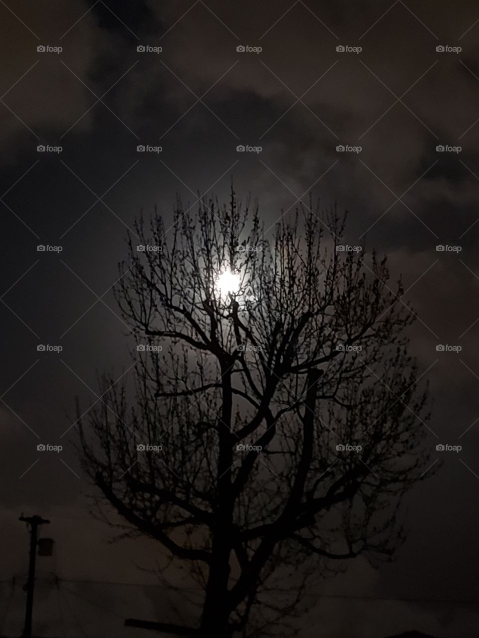 moon tree