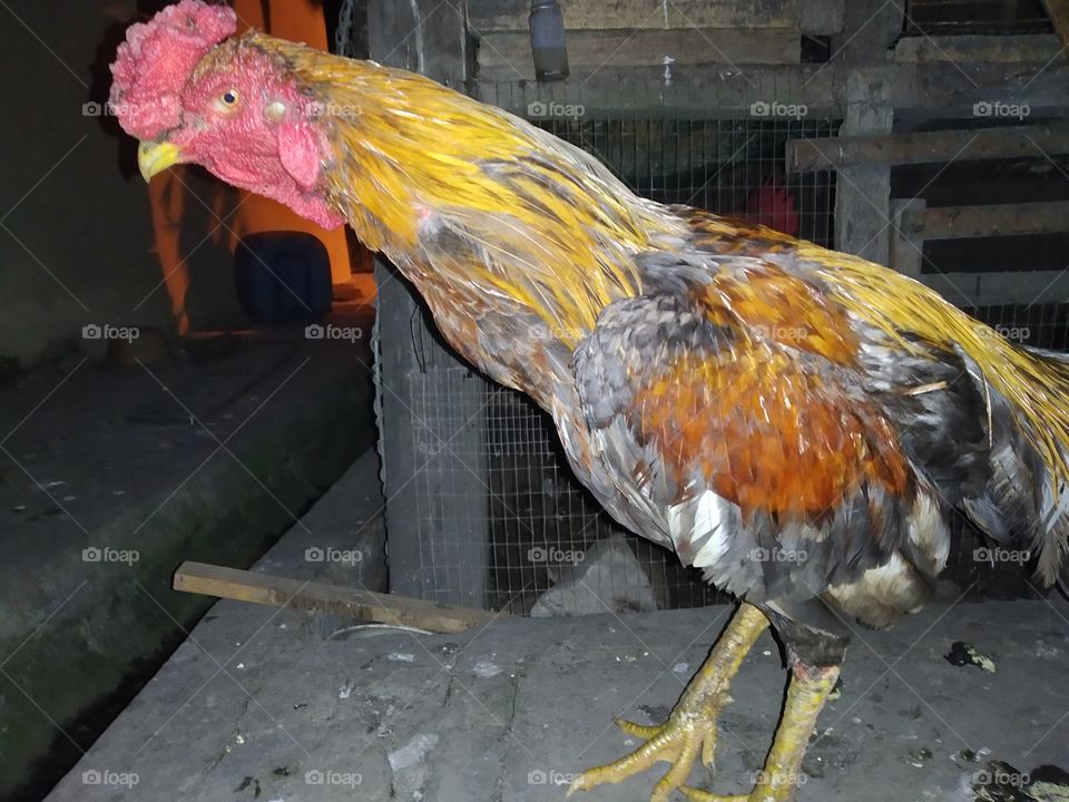 Old chicken from malaysia