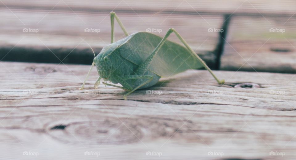 Leaf Bug