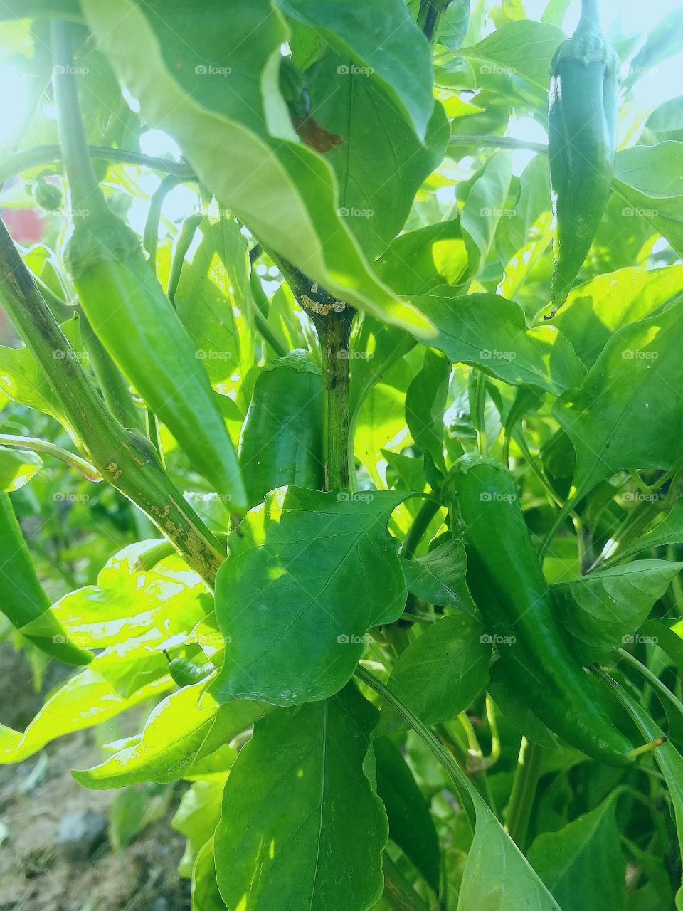 Capsicum