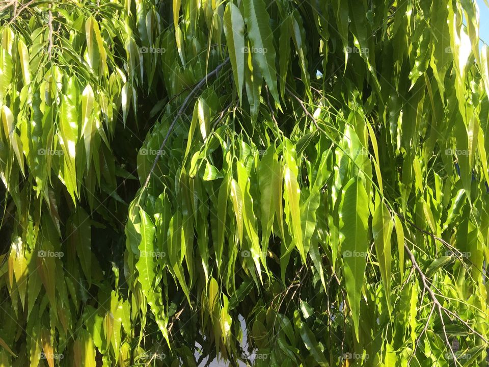 Early morning sun shining on tender leaves 