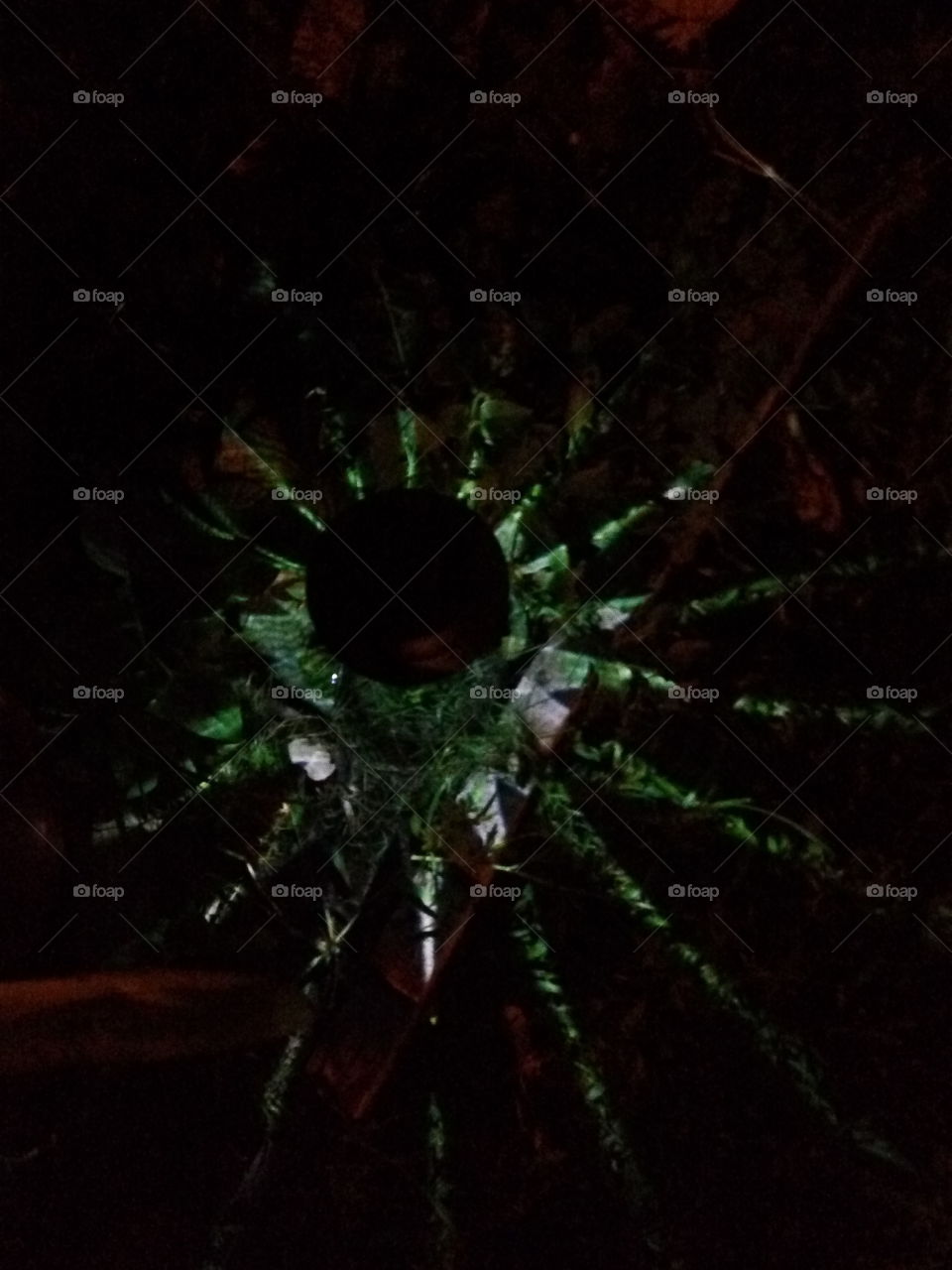 No Person, Dark, Light, Invertebrate, Abstract