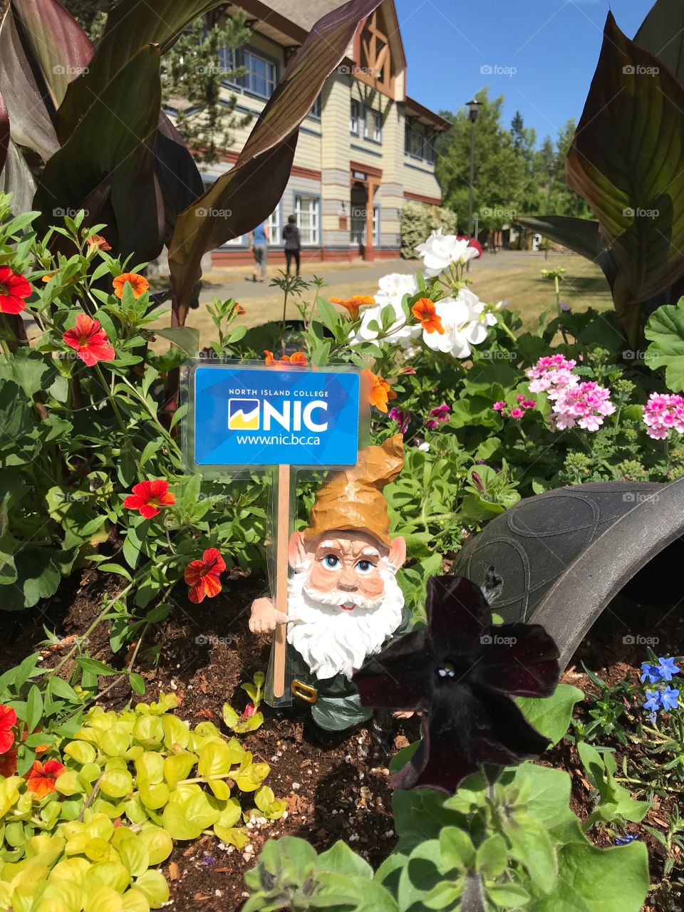 When the landscape professionals put in the new flowerbeds yesterday they added a little surprise for the students, the North Island College gnome