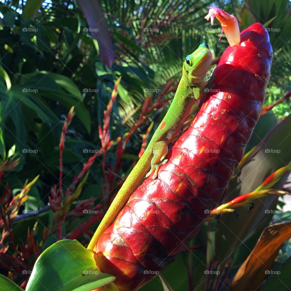 Gecko on Indian Head Ginger