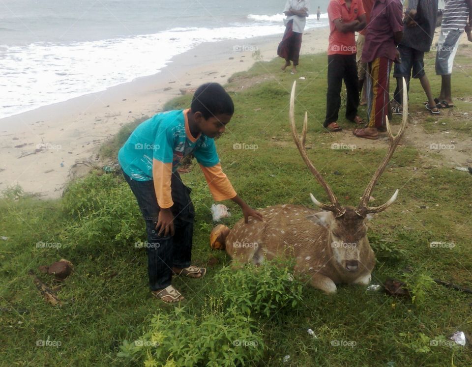 Deer near the Sea in Trincomalee Sri Lanka..