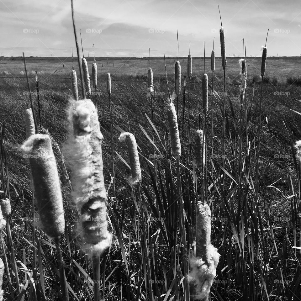 Cattail