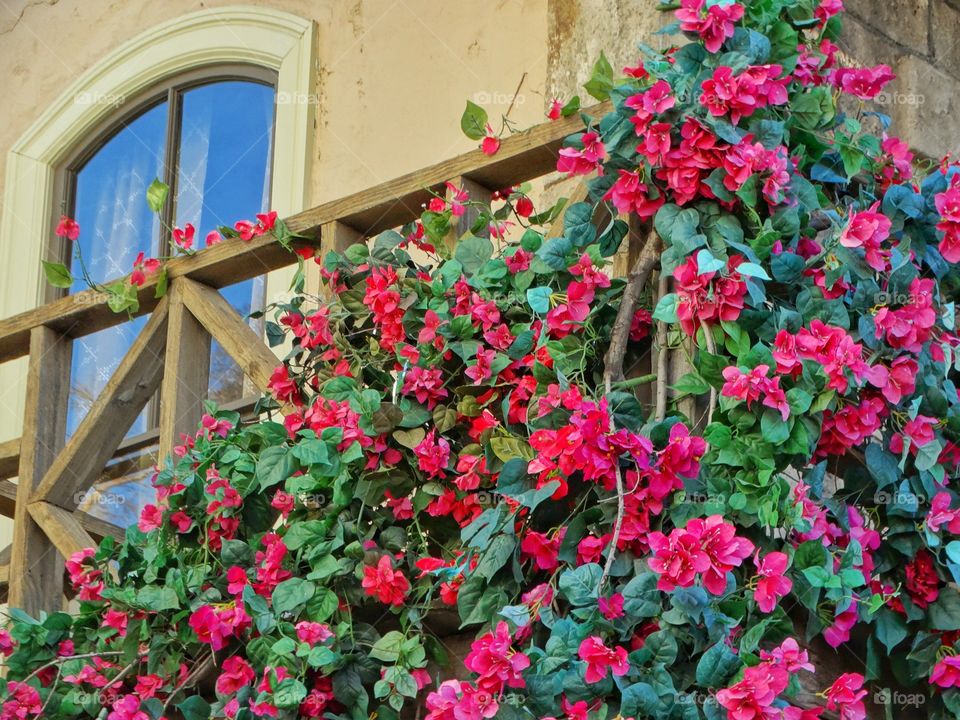 Bougainvillea In Bloom
