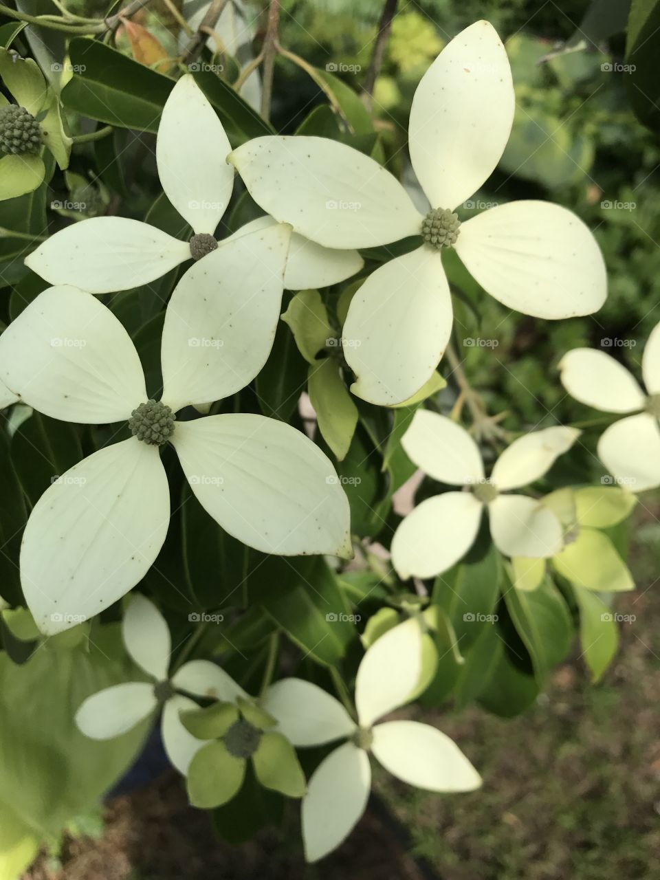 Blooming dogwood 