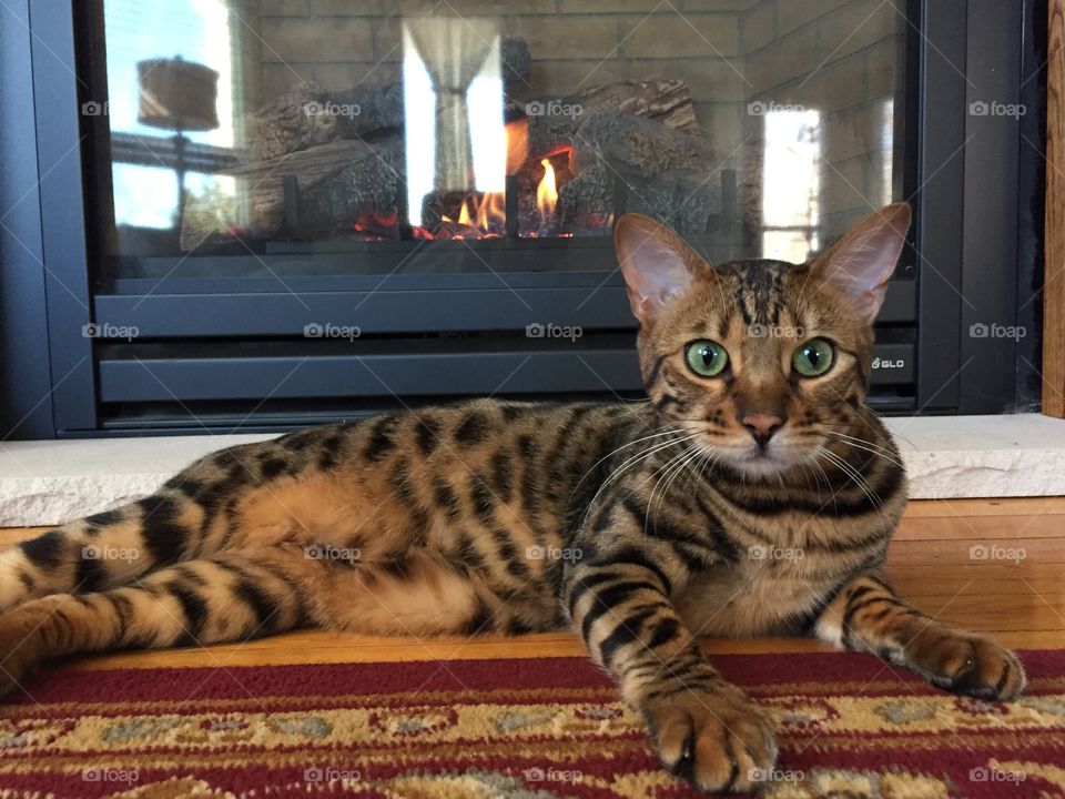 Just hanging out by the fireplace 