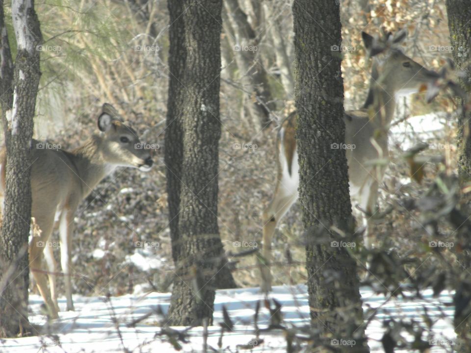 Pair of Deers