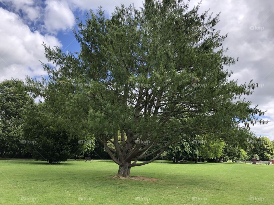 This photo of this remarkable tree, certainly filled the frame of the camera. I would describe it as a sign I can’t specimen, when it comes to the world of horticulture.