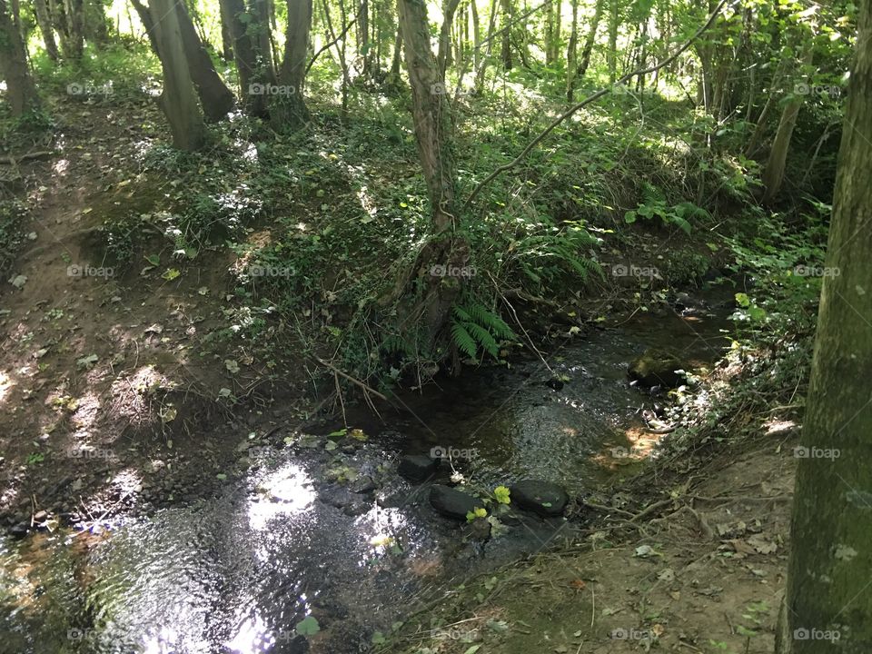 The peaceful forests of the Northumberland National Park are thriving with life. Here, a small stream is pictured amongst the trees and ferns, crossing the path of the beaten track.