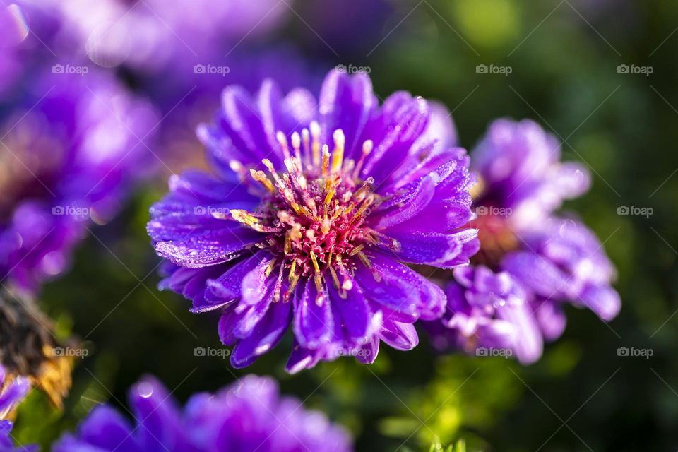 A macro portrait of a purple aster flower covered in water dew drops in early morning sunlight.