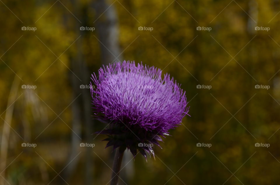 Colorado Thistle Flower