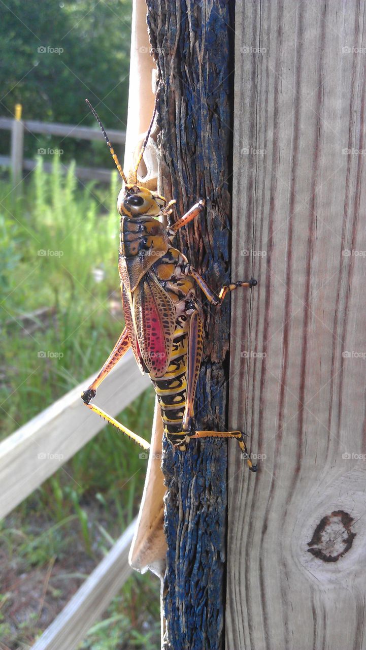 grasshopper