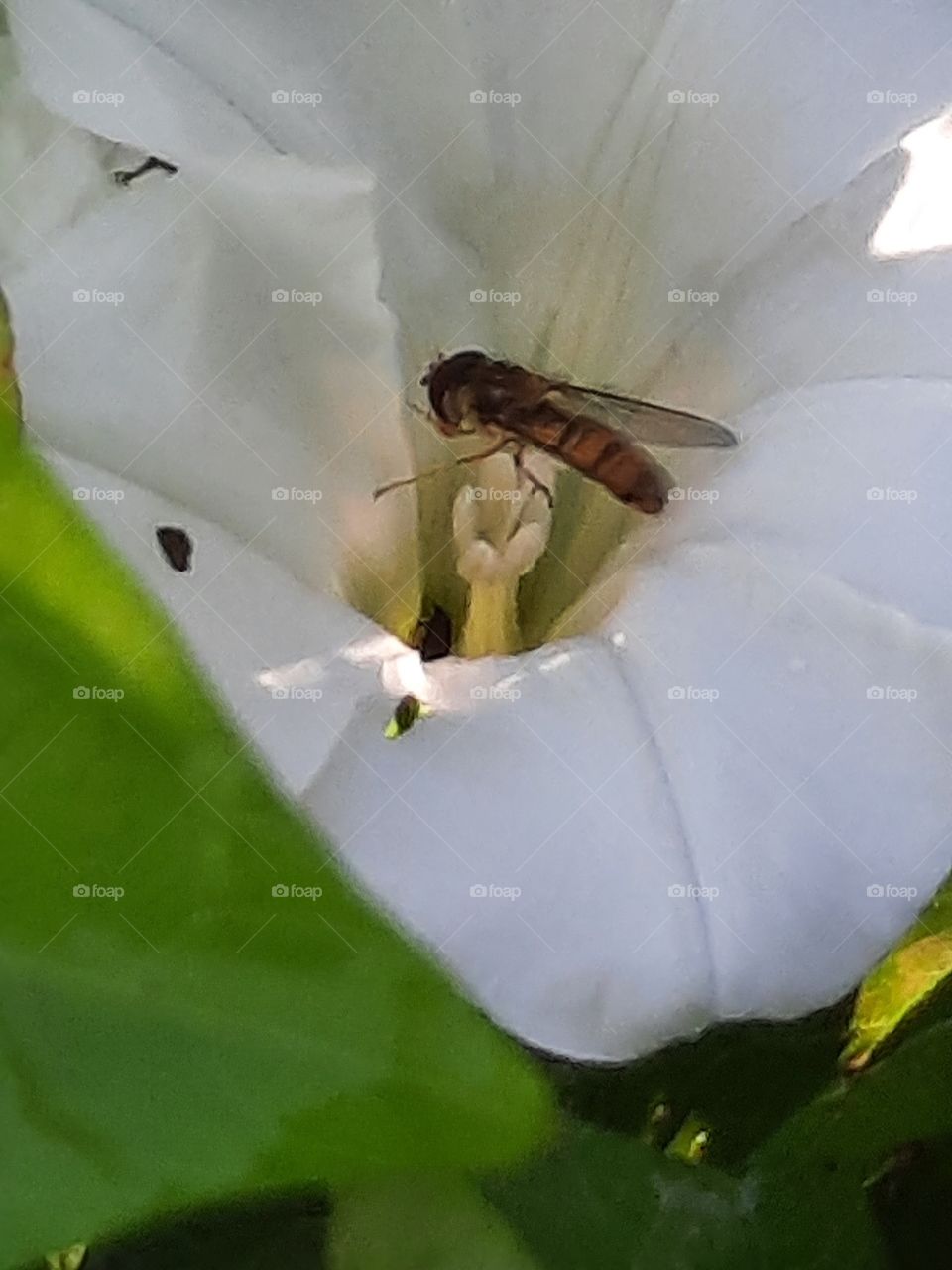 close-up of a small wasp in white bindweed flower