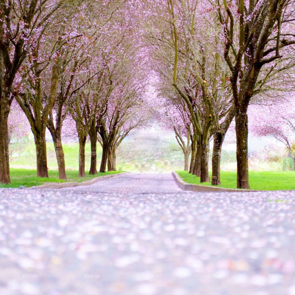 Cherry blossom in park