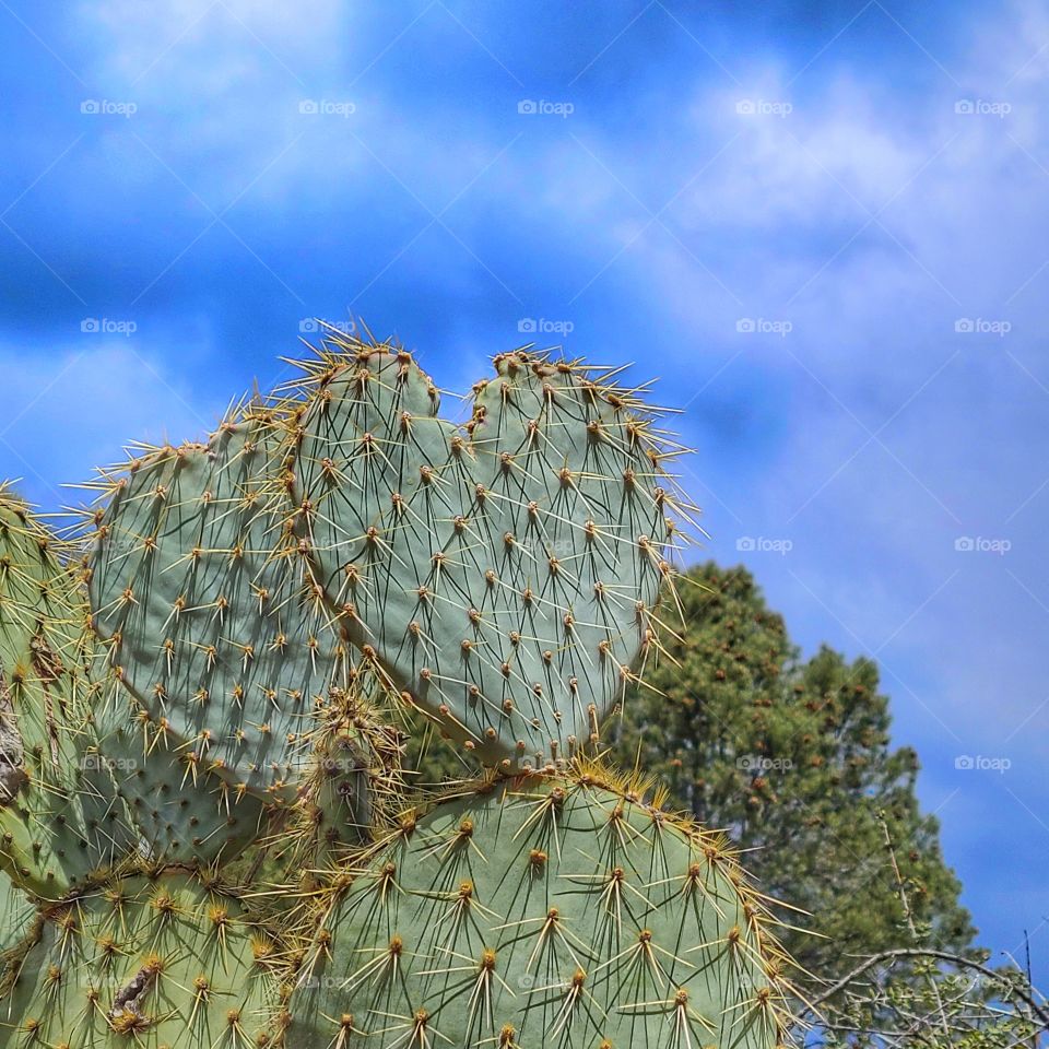 heart shaped cactus