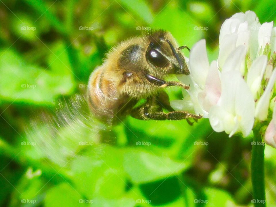 Nature, Bee, Flower, Insect, Summer