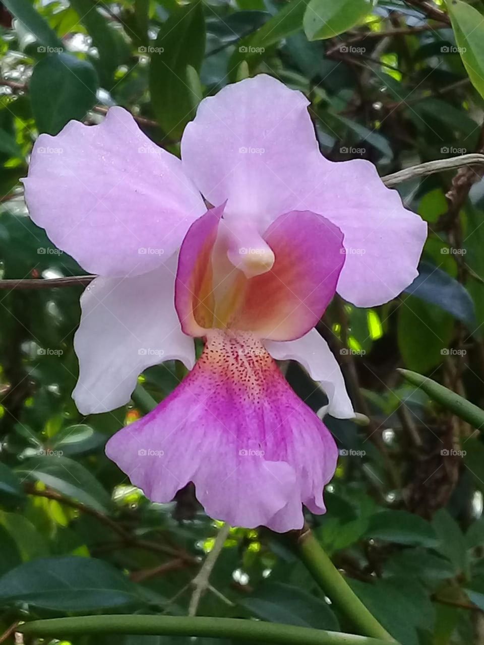 Orchid Flower