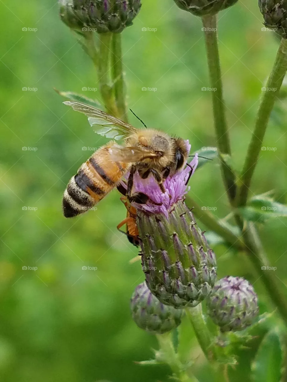 Bee