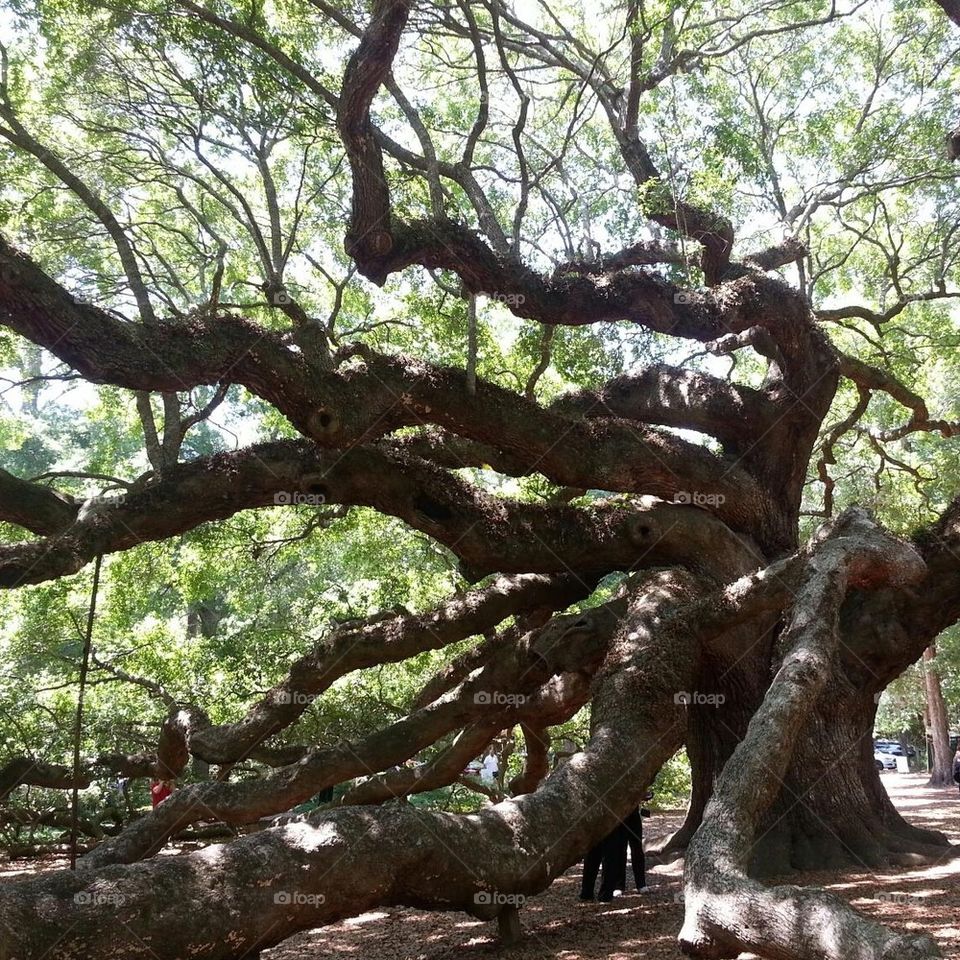 Angel Oak
