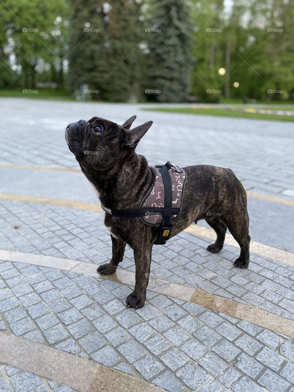 French Bulldog Peppa