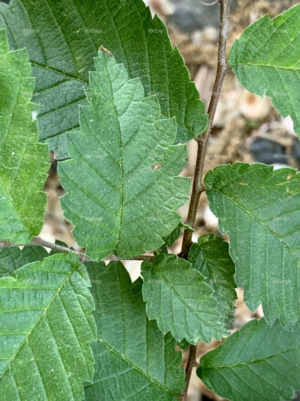 Close up photo of American elm. Green, nature in the park. Plants, leaf, and leaves. 