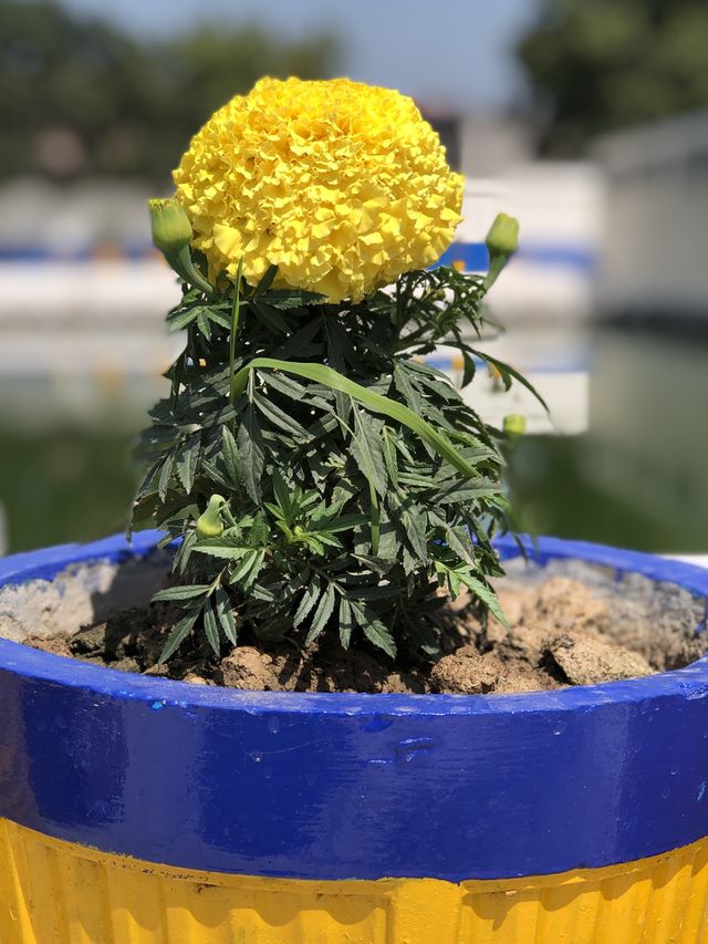 Yellow marigold flower in a blue pot.