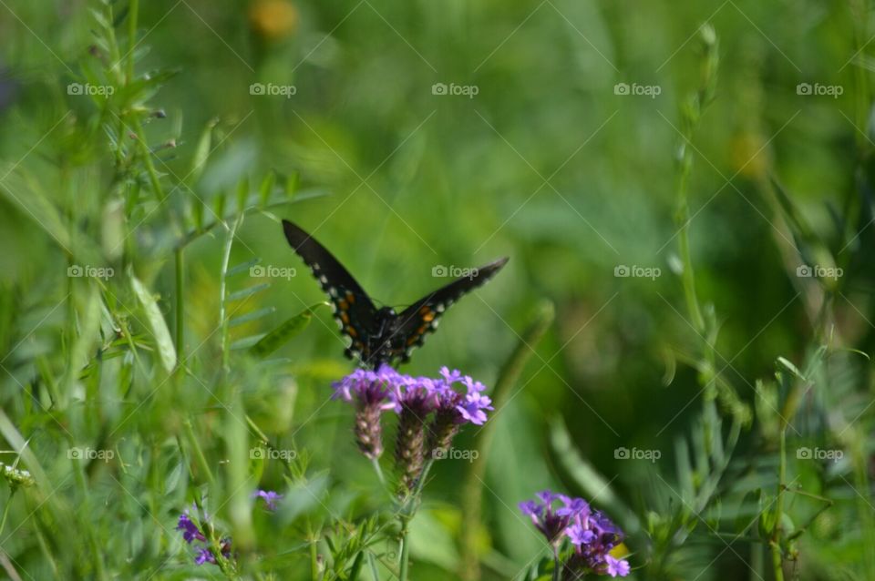 butterfly