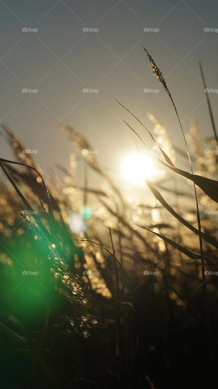 grass flipflops