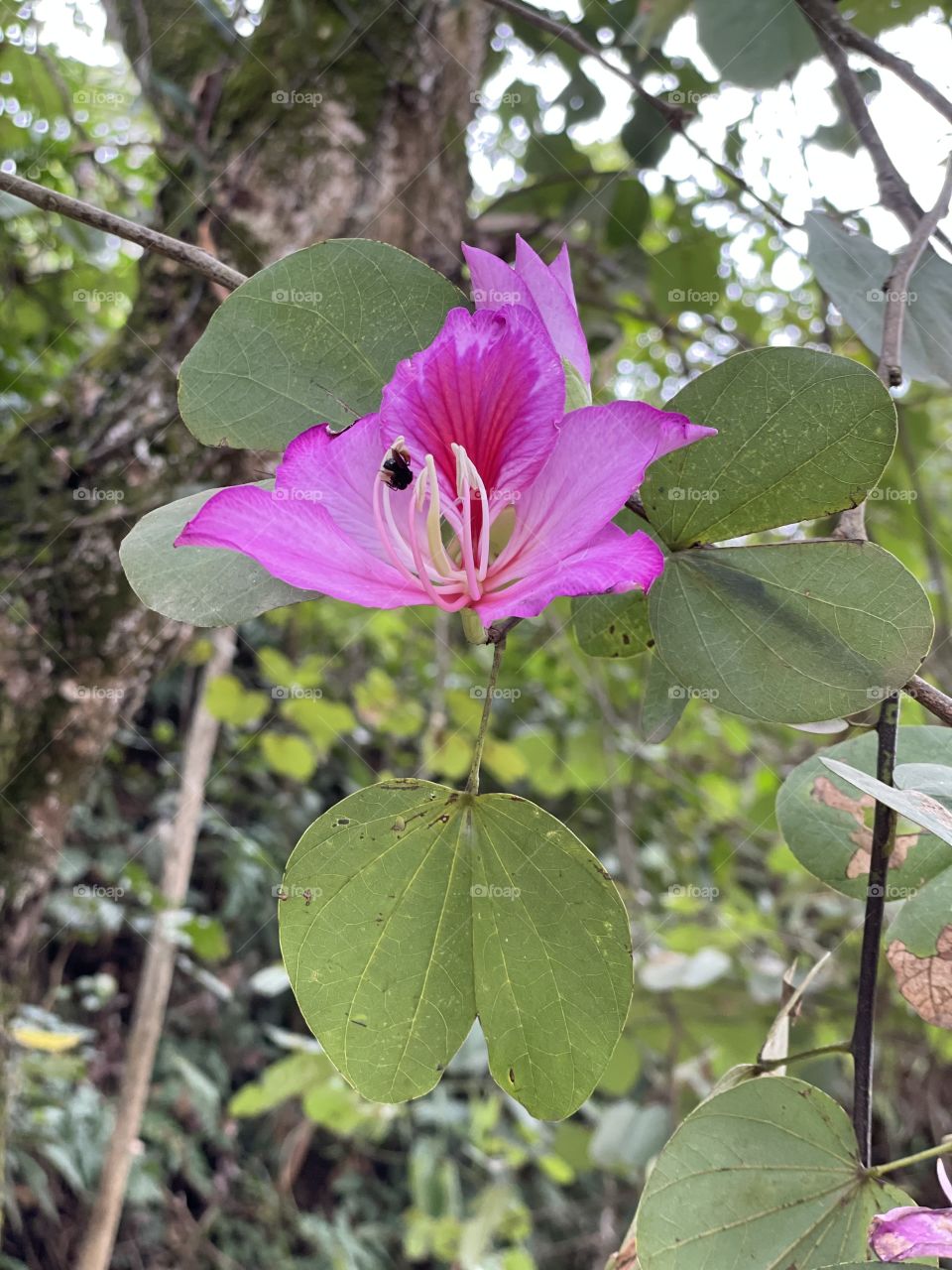 Flor e abelha 