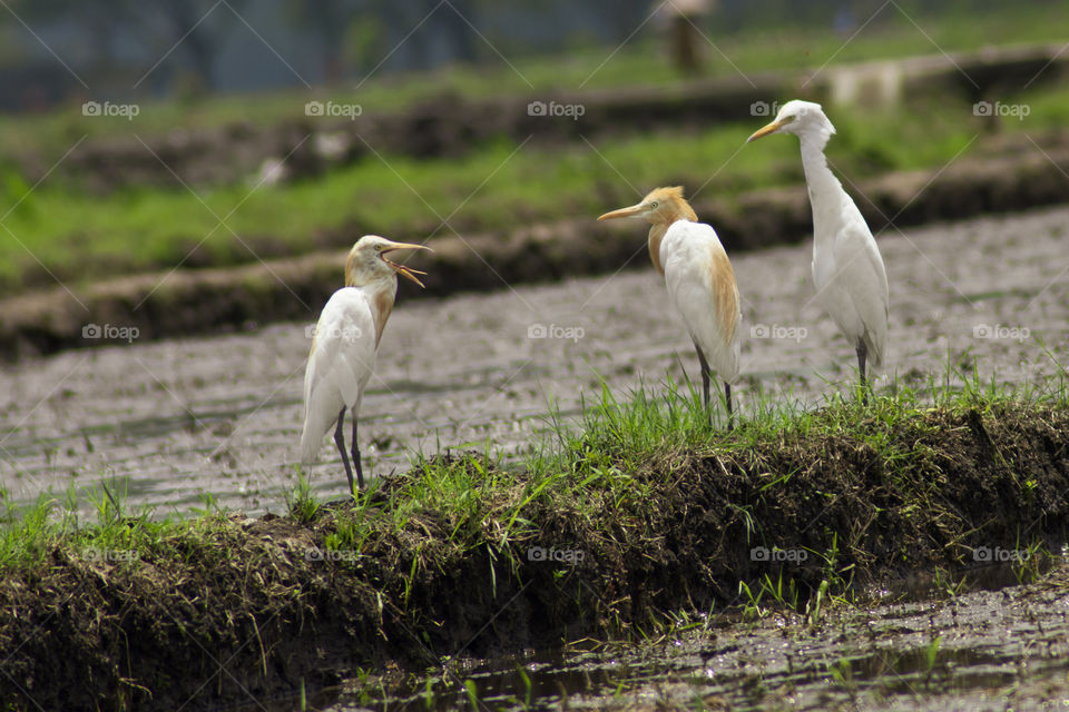 rice field panorama and bird