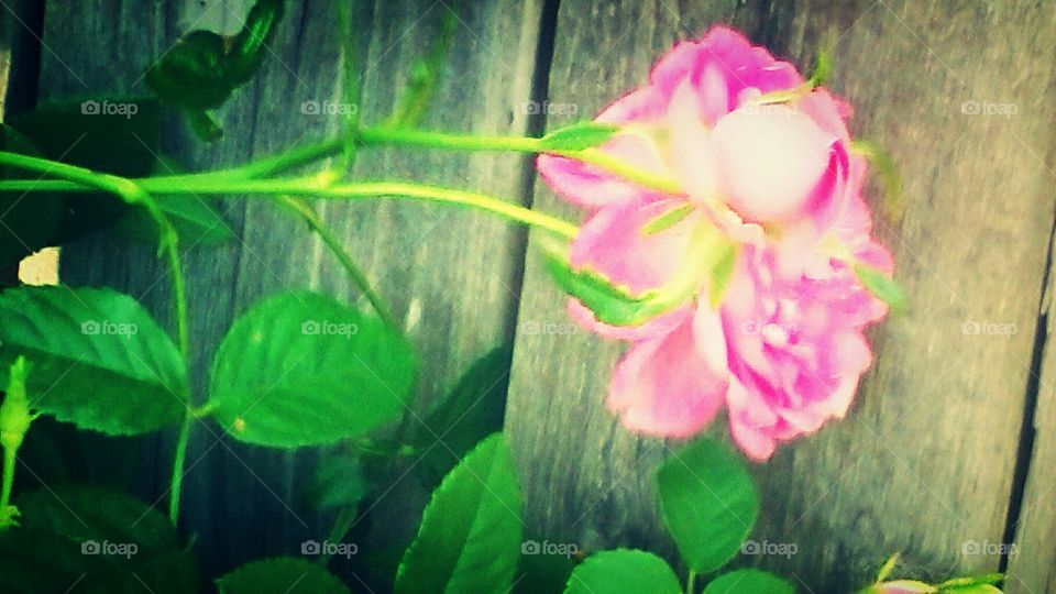 Pink Rose on Fence