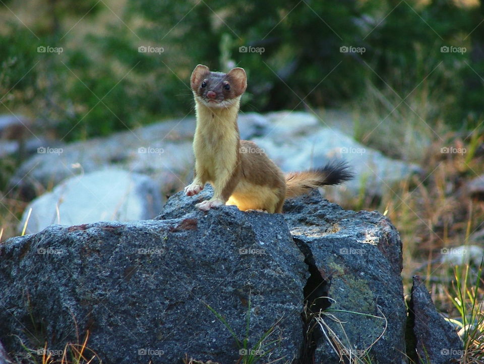 Mr. Weasel.. A long tailed weasel looks around from a rock.  Looking for dinner maybe?
