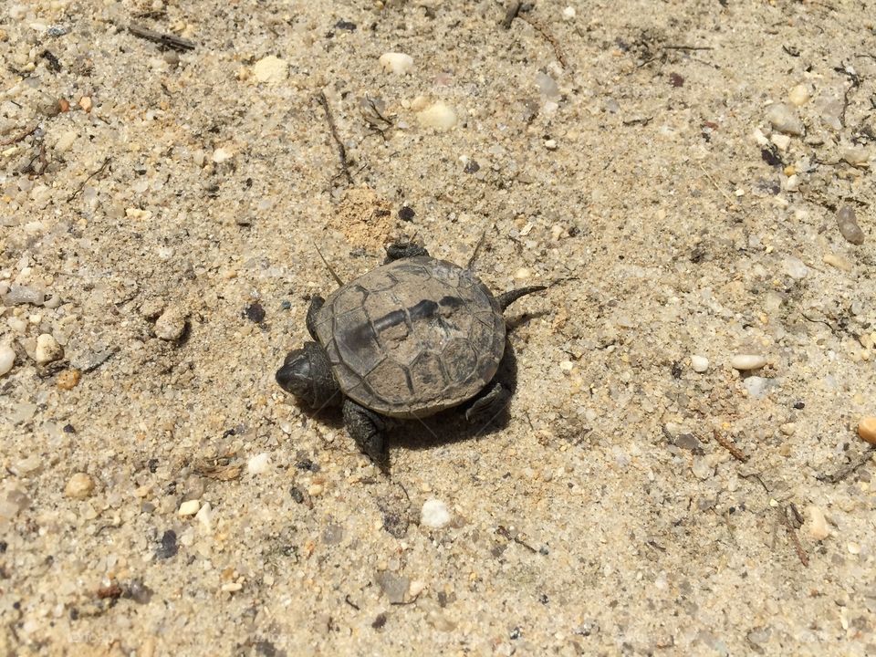 Close-up of turtle