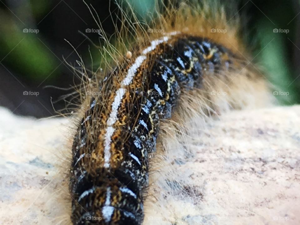 Close up of a amazing caterpillar and the textures of its body and hairs