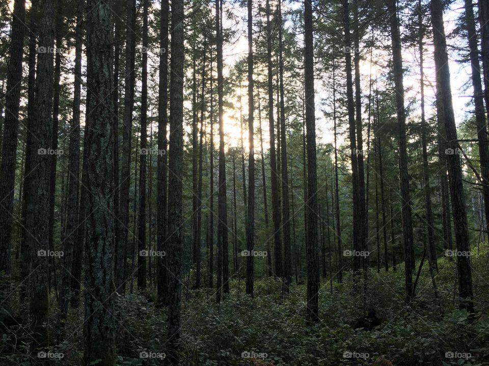 Sun shining through the trees. 